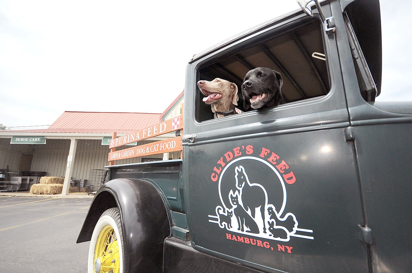 Clydes-Hamburg-dogs.jpg
